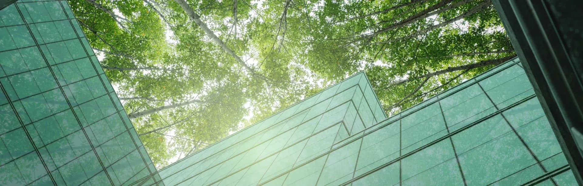 About SNOGENGREEN Banner